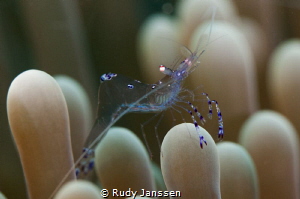 Anemone shrimp by Rudy Janssen 